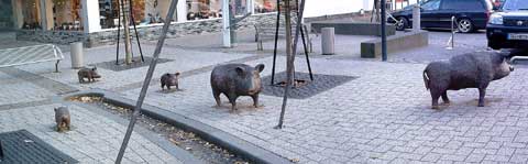 Schweine in Netphen